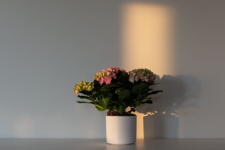 Minimalismus-Sommerbericht 2025: Fotos, Puffertrick, Bodenbett